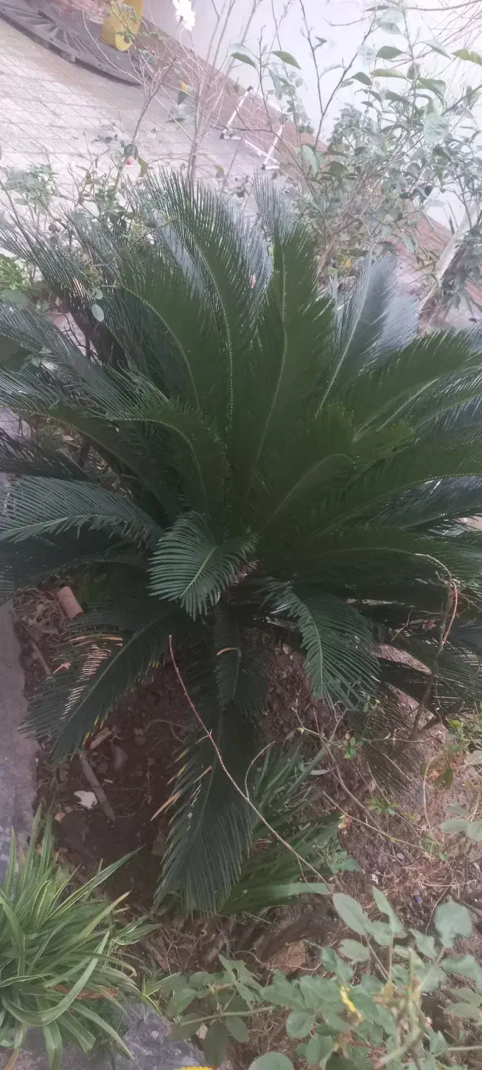 نخل سیکاس|گل و گیاه طبیعی|گرگان, |دیوار