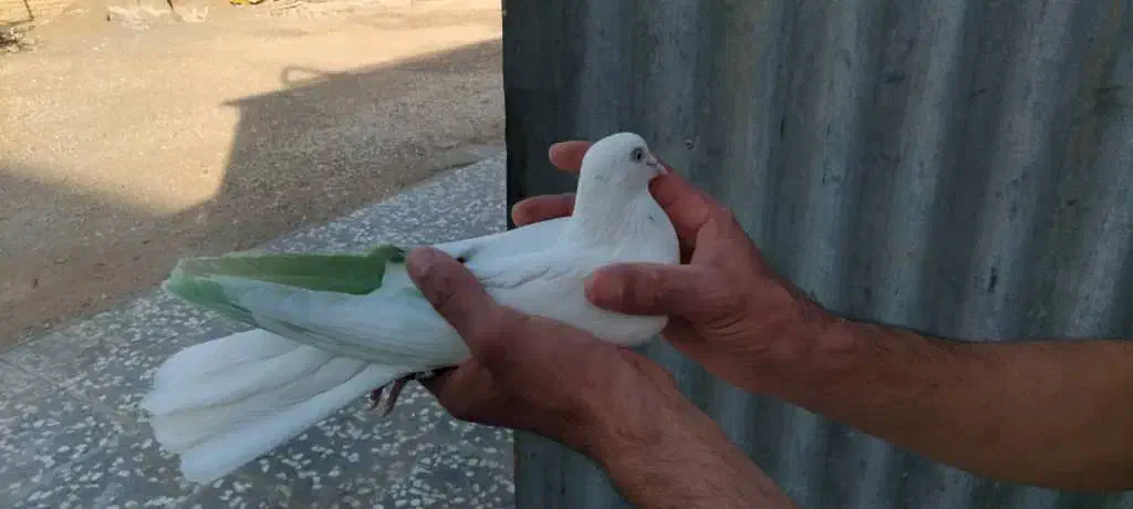 ماده چش و نوک سفید|پرنده|برخوار, |دیوار