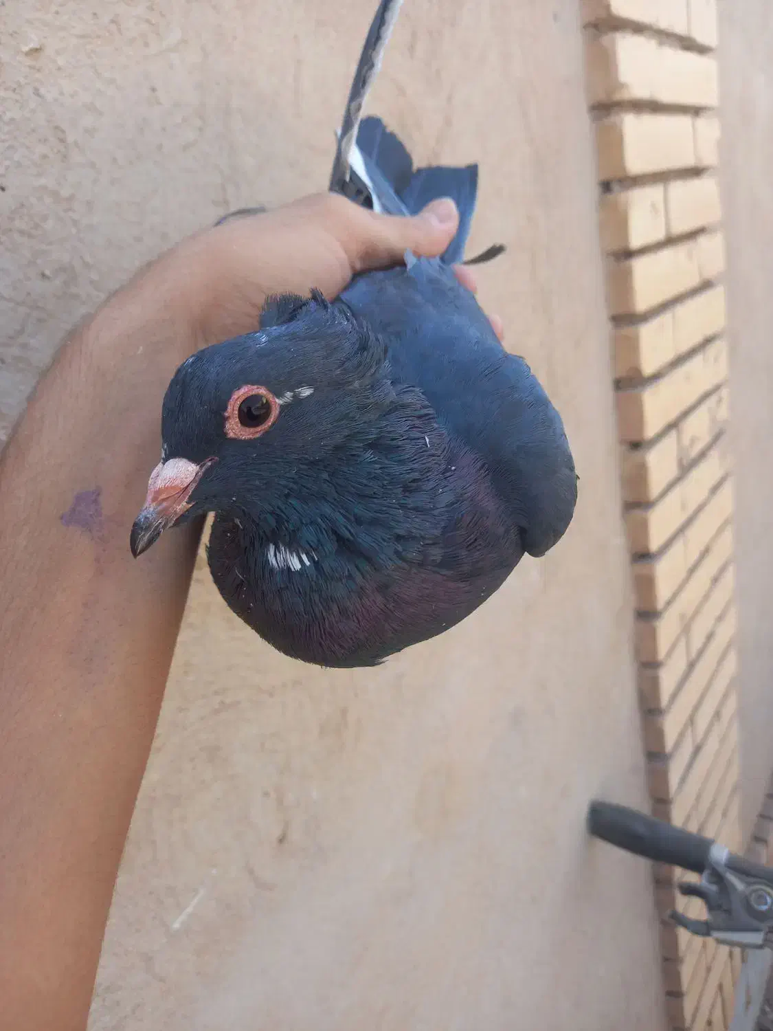 کفتر|پرنده|زرند, |دیوار