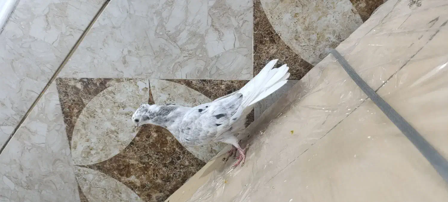 جوجه کوهی  دمسفید نر|پرنده|اهواز, عین ۲|دیوار