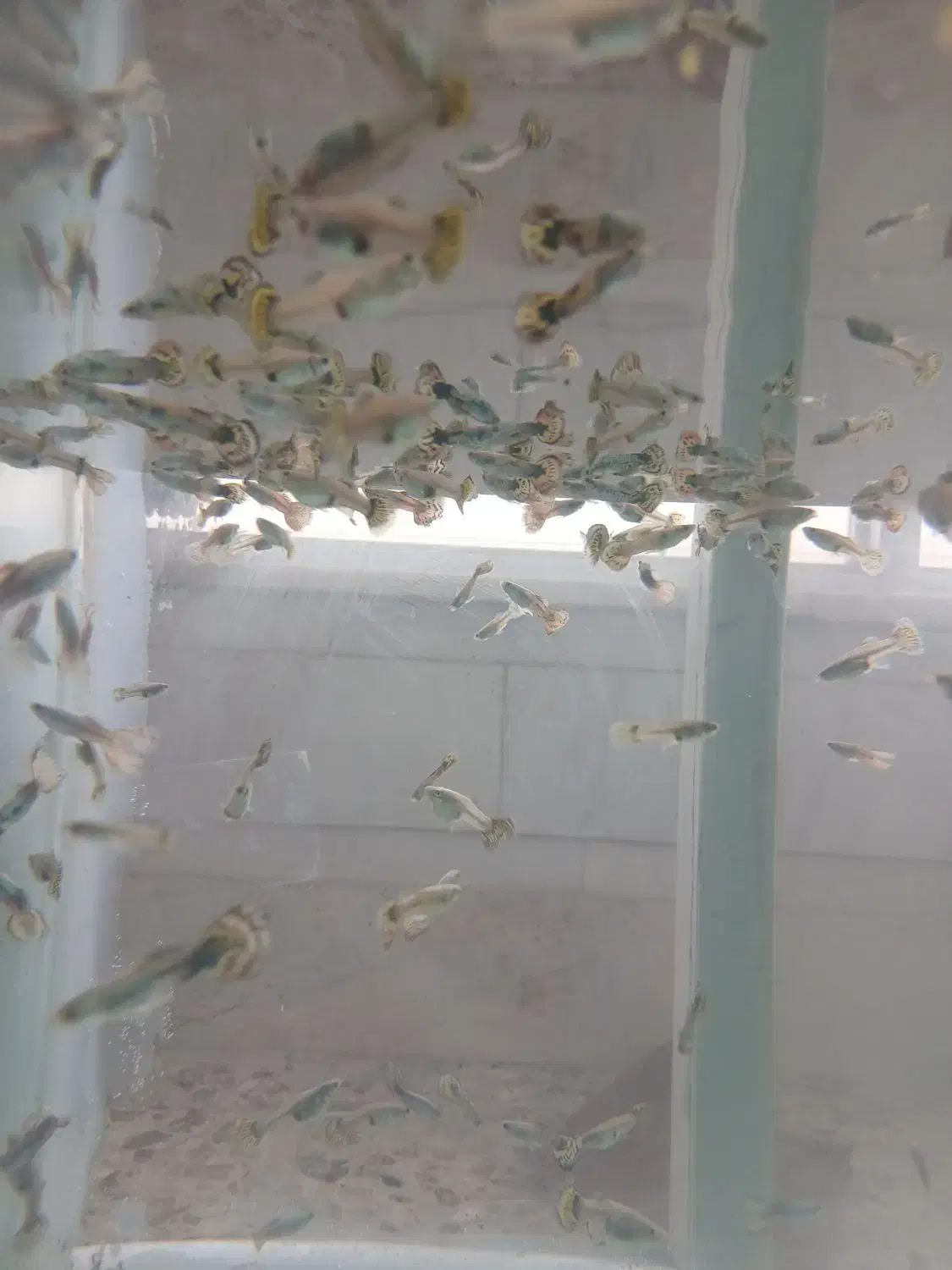 ماهی گوپی|ماهی|نجفآباد, باهنر|دیوار