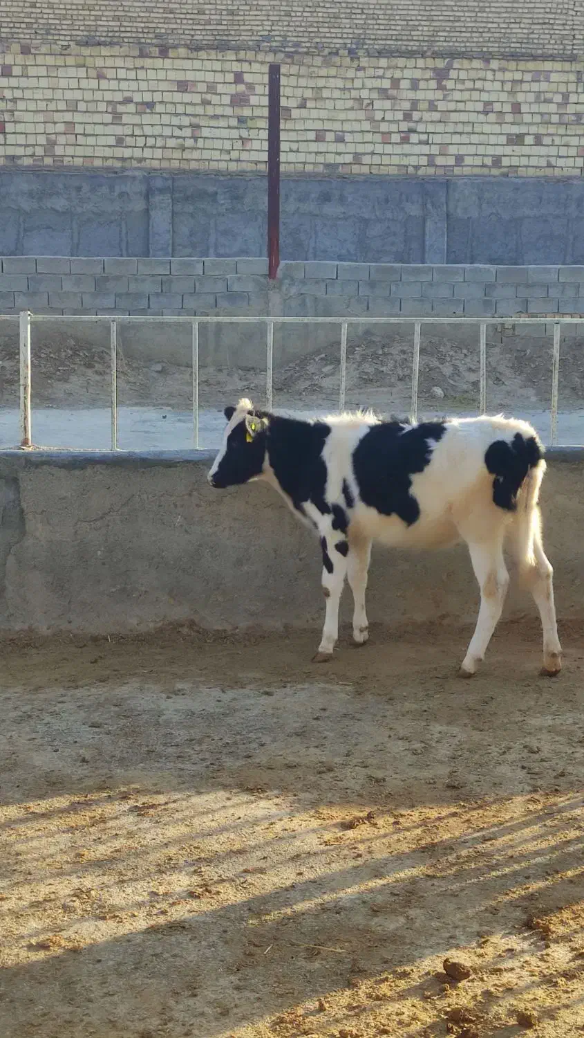 گوساله قطع شیر|حیوانات مزرعه|شیدا, |دیوار