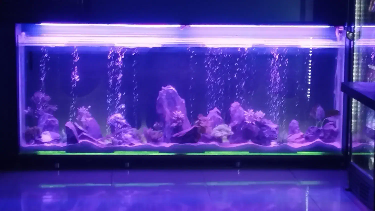 آکواریوم ۲۲۰|ماهیگیری|خرم‌آباد, |دیوار