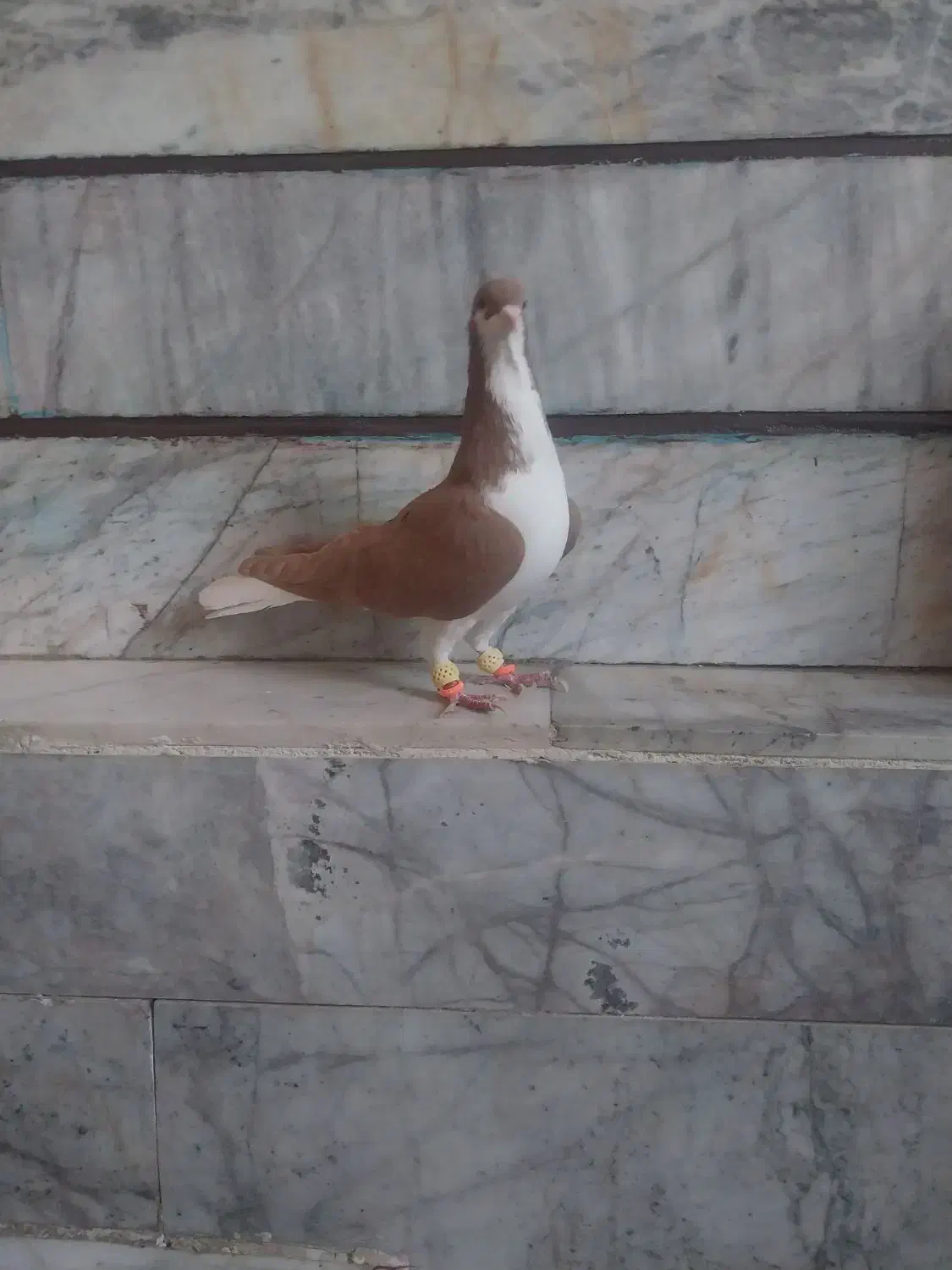 کبوتر کفتر|پرنده|اقبالیه, |دیوار