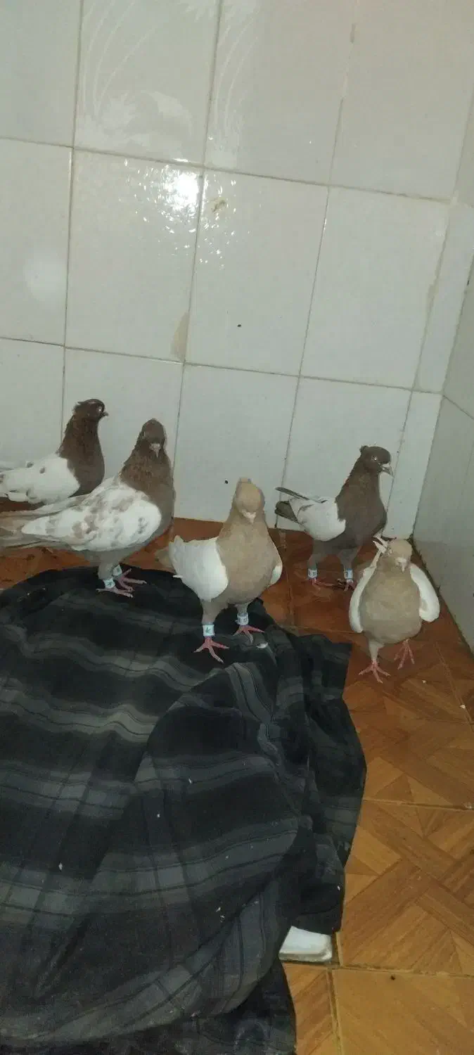 کبوتر کفتر|پرنده|نیشابور, کوی یغما|دیوار