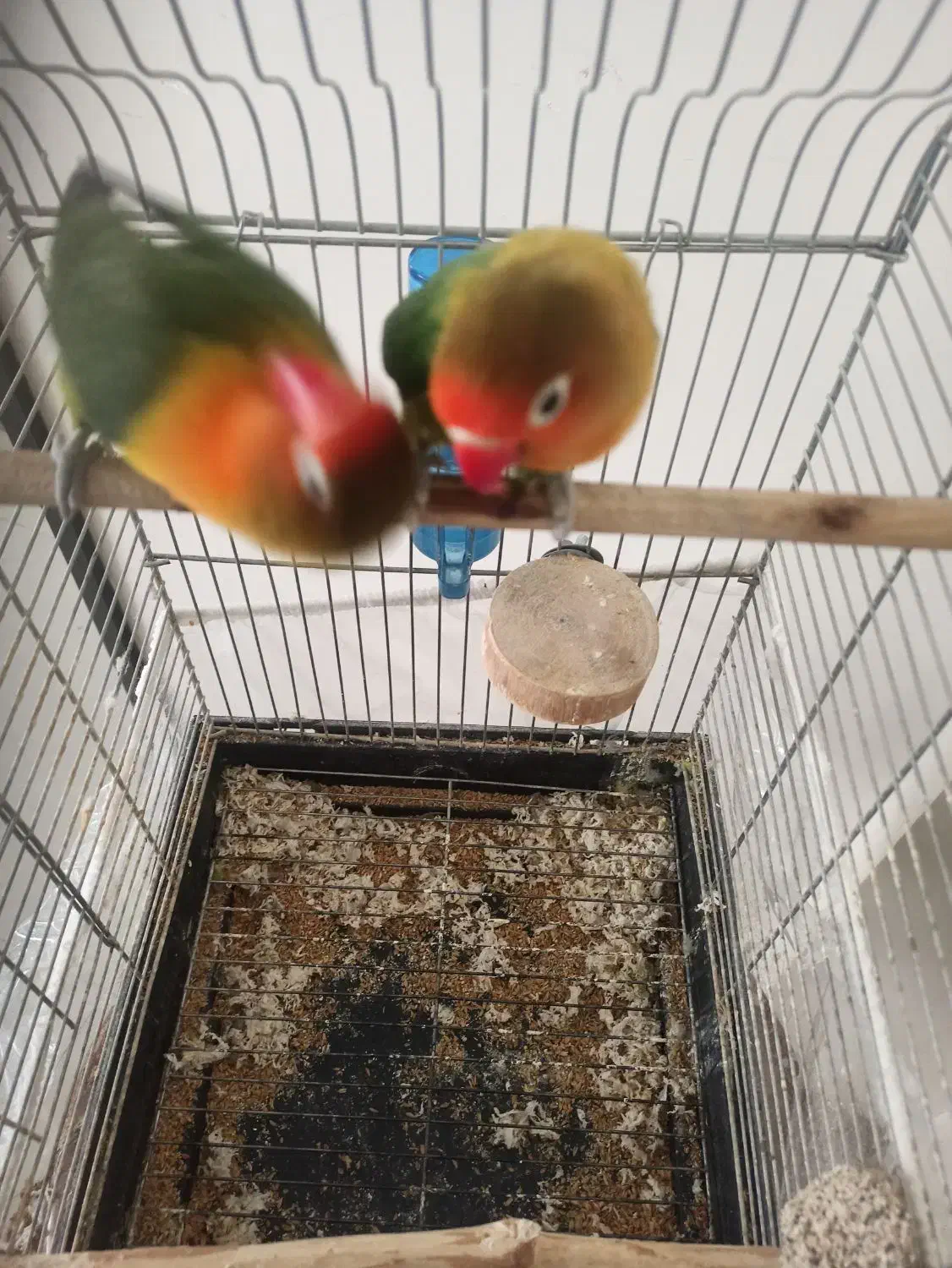 جفت کوتوله برزیلی|پرنده|مشهد, آزادشهر|دیوار