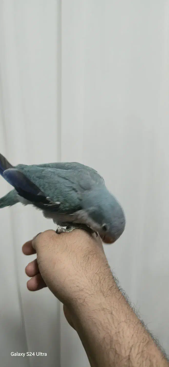 طوطی راهب|پرنده|تبریز, |دیوار