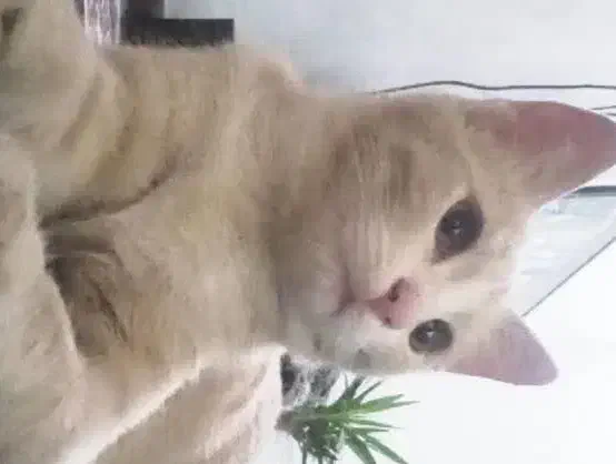 واگذاری گربه|گربه|قم, علی آباد سعدگان|دیوار