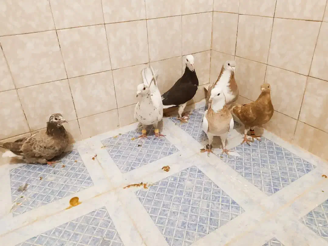 ماده پلنگ المانی ،سار خالدارماده|پرنده|قائن, |دیوار