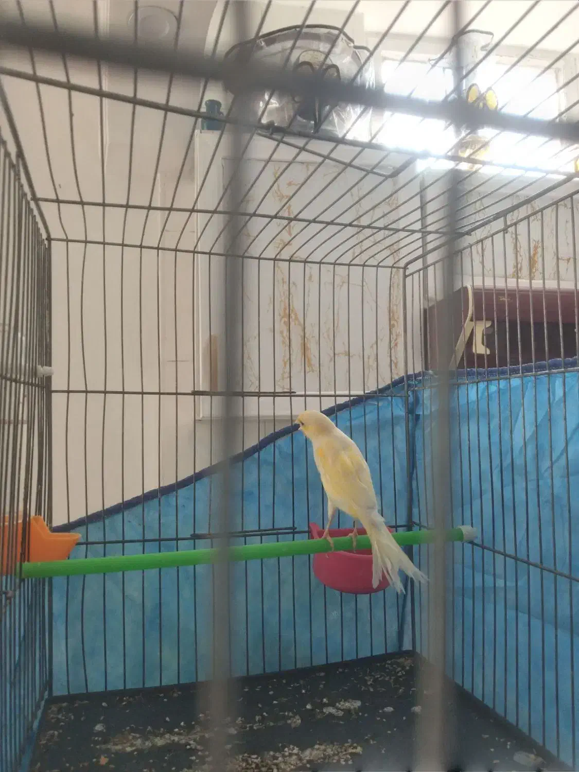 قناری دو عدد مست مست|پرنده|بروجرد, |دیوار