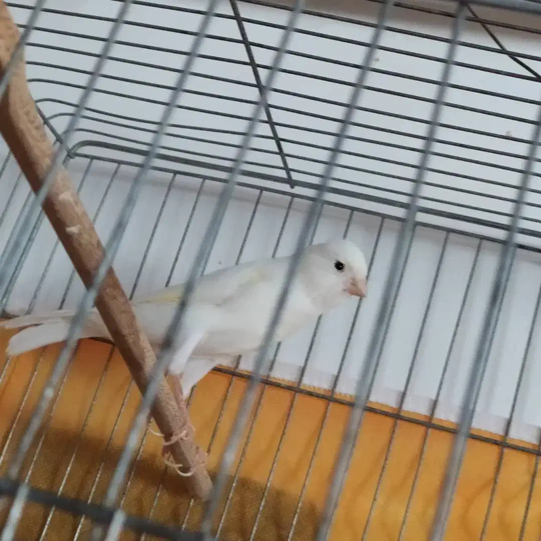 قناری ماده رسمی سفید بلند|پرنده|تبریز, |دیوار