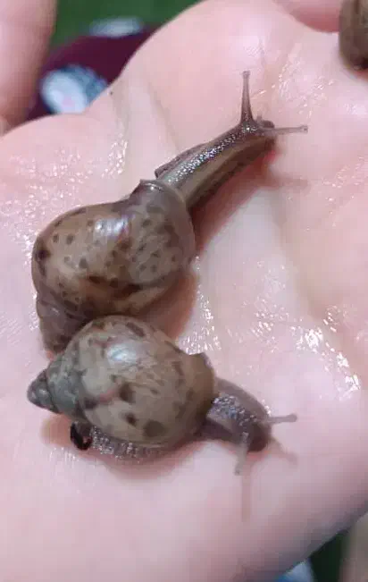 خاویار حلزون|خزنده|شیراز, تندگویان|دیوار