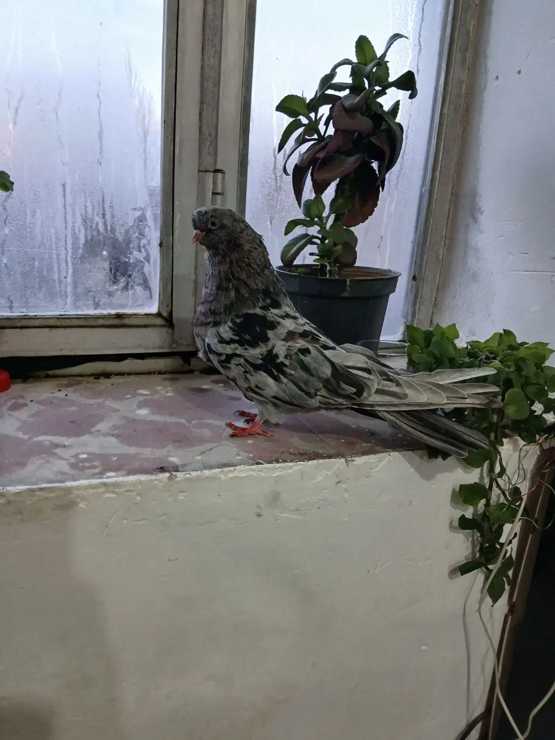 کبوتر|پرنده|اردبیل, |دیوار