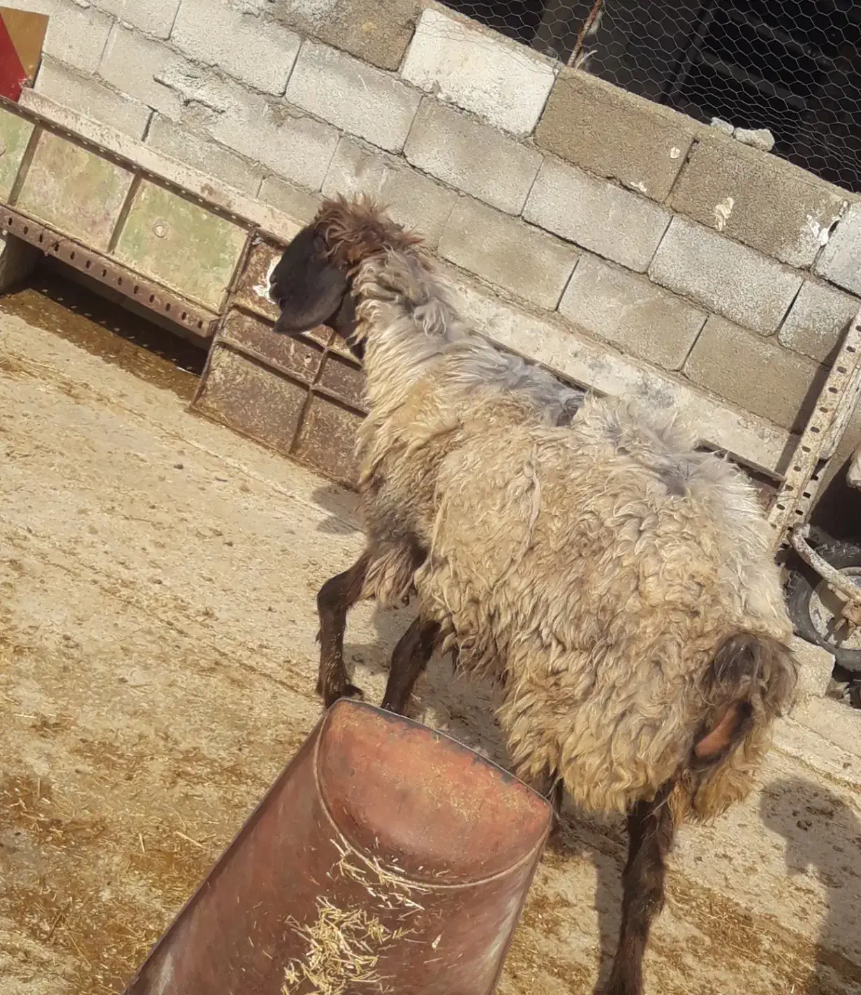 شیشک چاق حوشک|حیوانات مزرعه|اردل, |دیوار