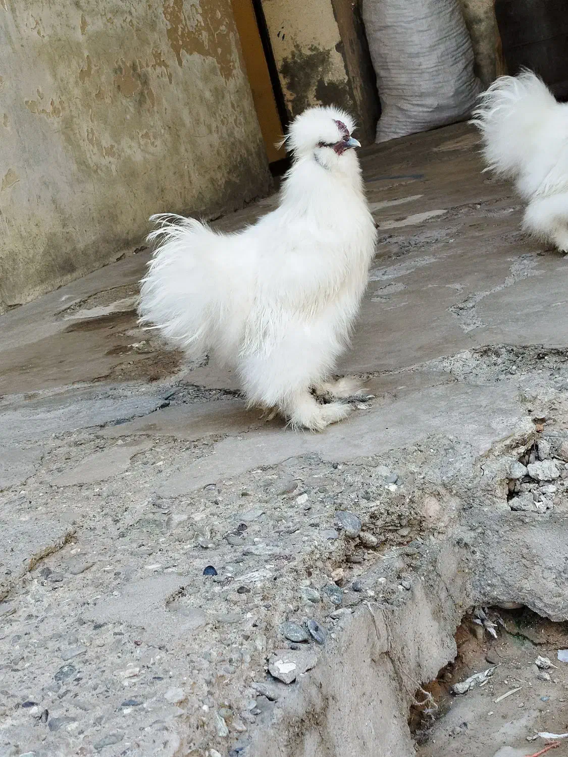 مرغ ترئیناتی|پرنده|تهران, ایرانشهر|دیوار