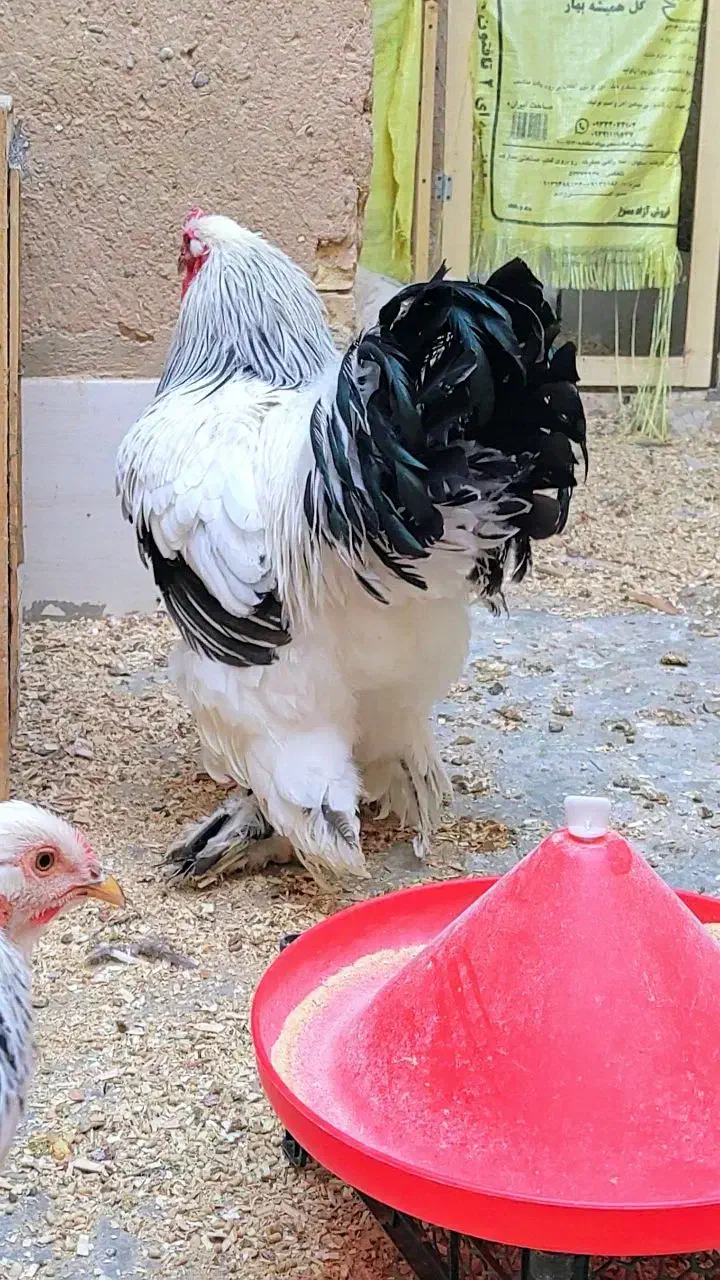 فروش ست مرغ و خروس برهما لایت تخمگذار|حیوانات مزرعه|شهرضا, |دیوار
