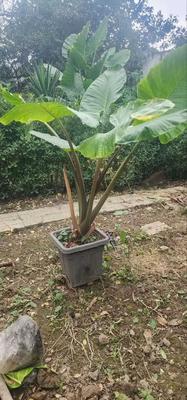 گل بابادم|گل و گیاه طبیعی|آمل, |دیوار