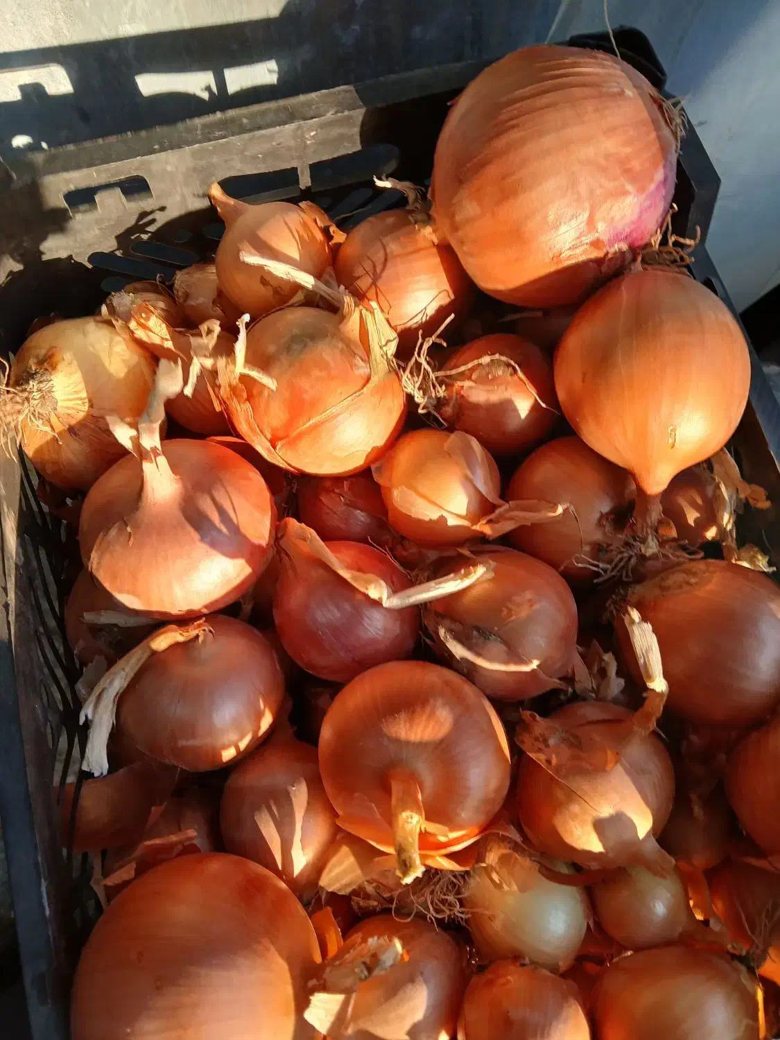 میوه فروشی حاجی ارزونی واقعی|خوردنی و آشامیدنی|شهریار, شهرک بهاران (ویره)|دیوار