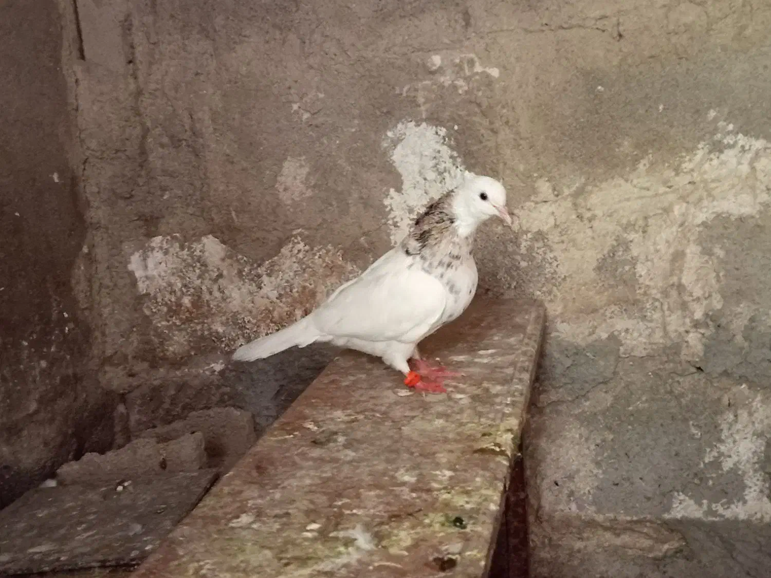 طوقی|پرنده|دهدشت, |دیوار