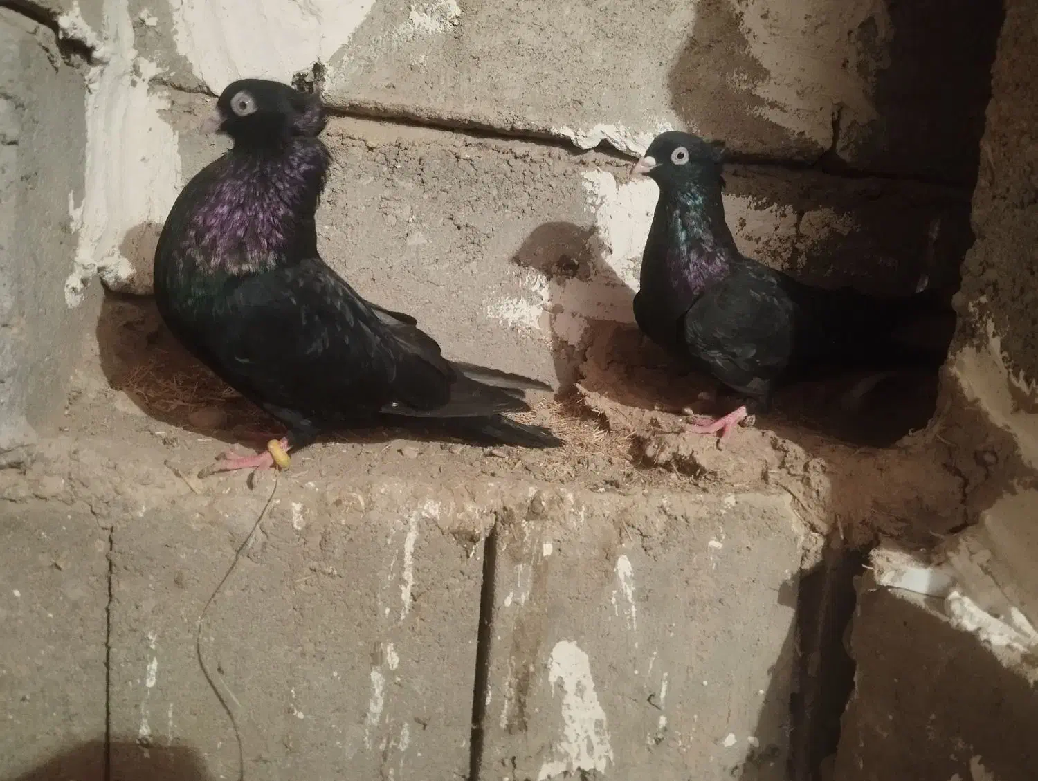 دوتا کبوتر فره دوتا سیاه|پرنده|کشاورز, |دیوار