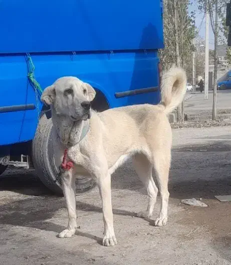 وااگذاری|سگ|اردبیل, |دیوار