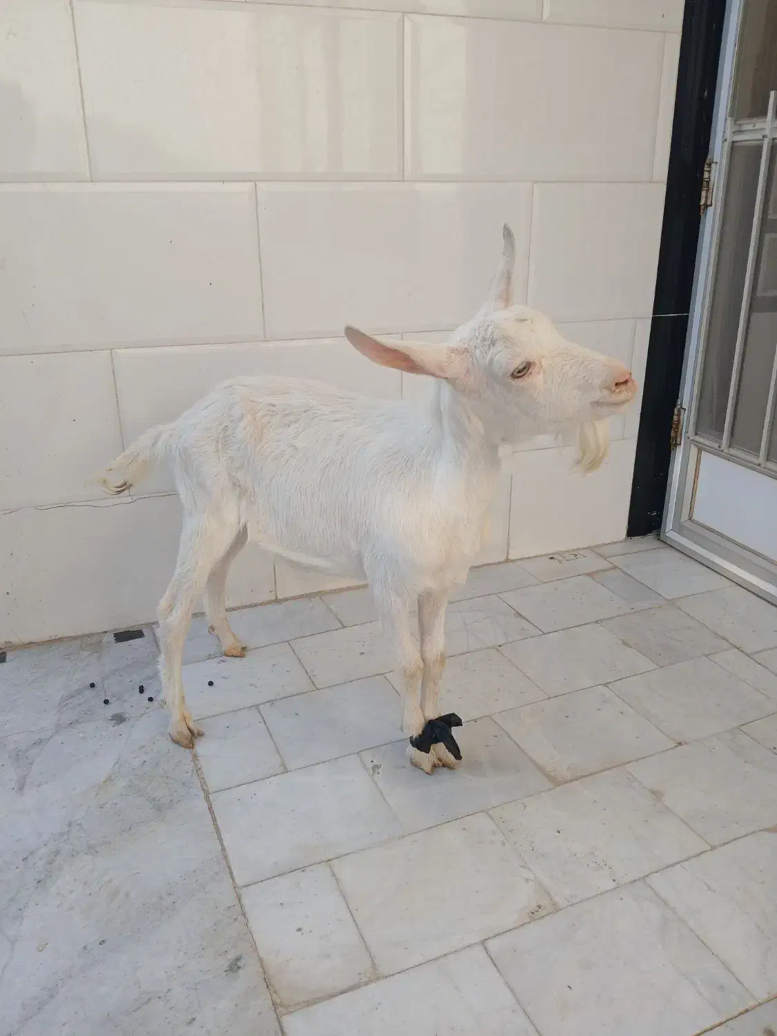 بزغاله نرسانن|حیوانات مزرعه|میبد, |دیوار