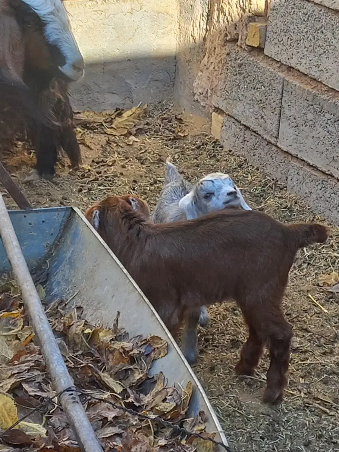 فروش بز و بزغاله|حیوانات مزرعه|میمه, |دیوار