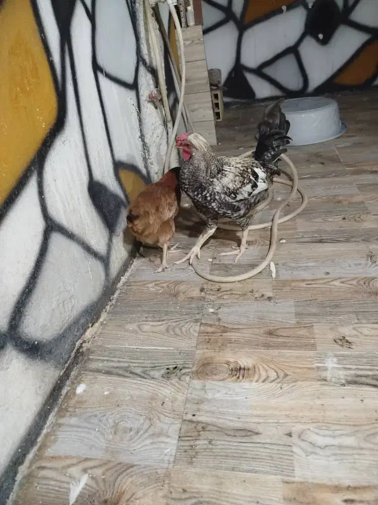 مرغ و خروس|حیوانات مزرعه|اندیمشک, |دیوار