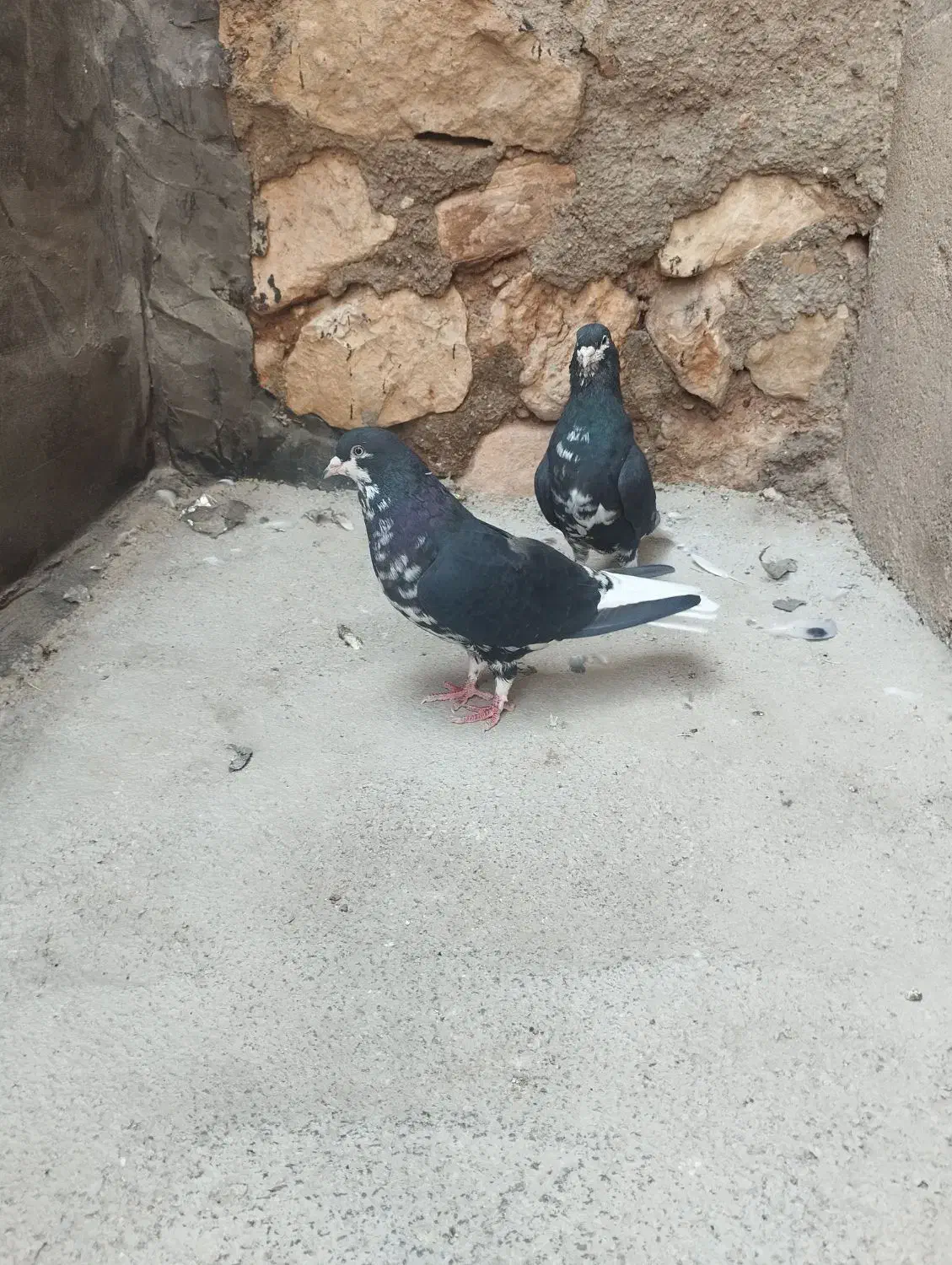 جفت شهری|پرنده|زرقان, |دیوار