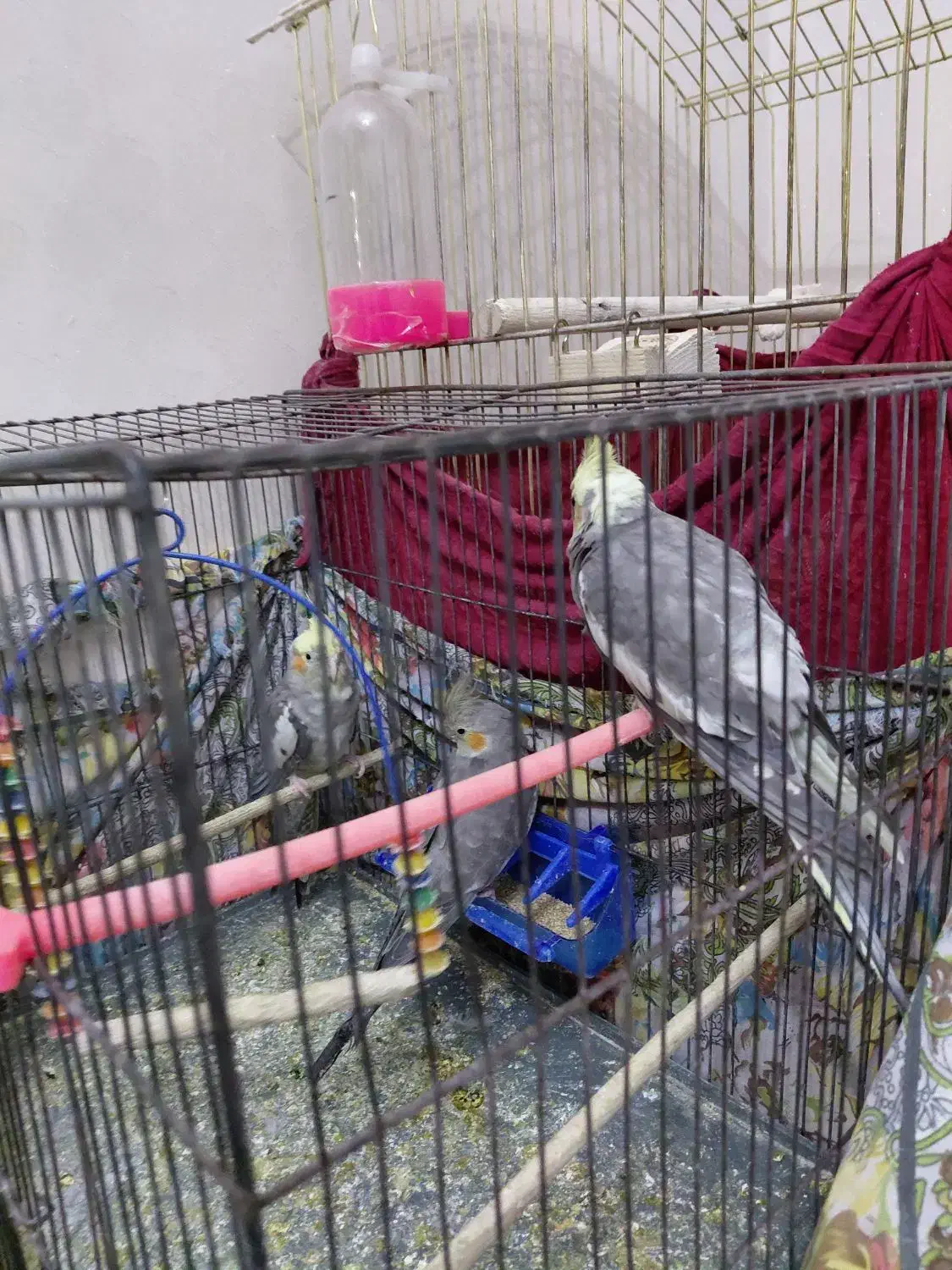 عروس هلندی|پرنده|قم, سید معصوم|دیوار