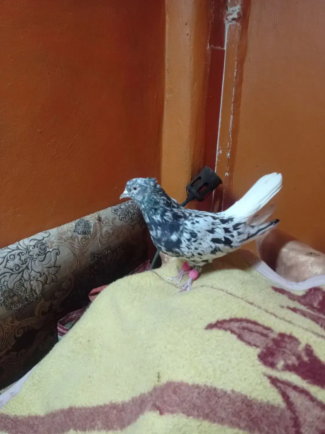 کوهی نر|پرنده|کارون, |دیوار