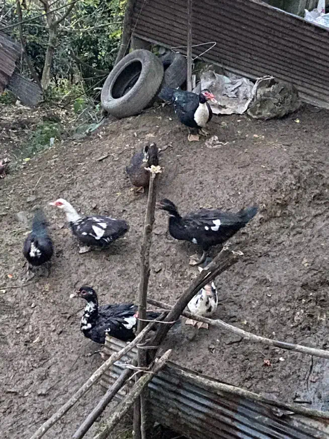 اردک اسرائیلی|حیوانات مزرعه|سیاهکل, |دیوار