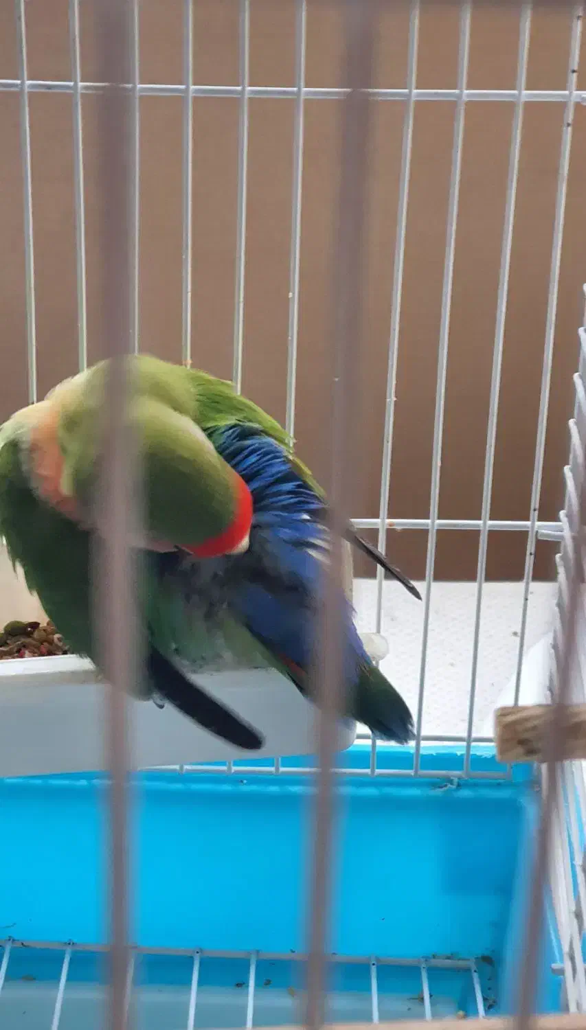 کوتوله ماده بالغ زیبا|پرنده|قم, الوندیه و گذر صادق|دیوار