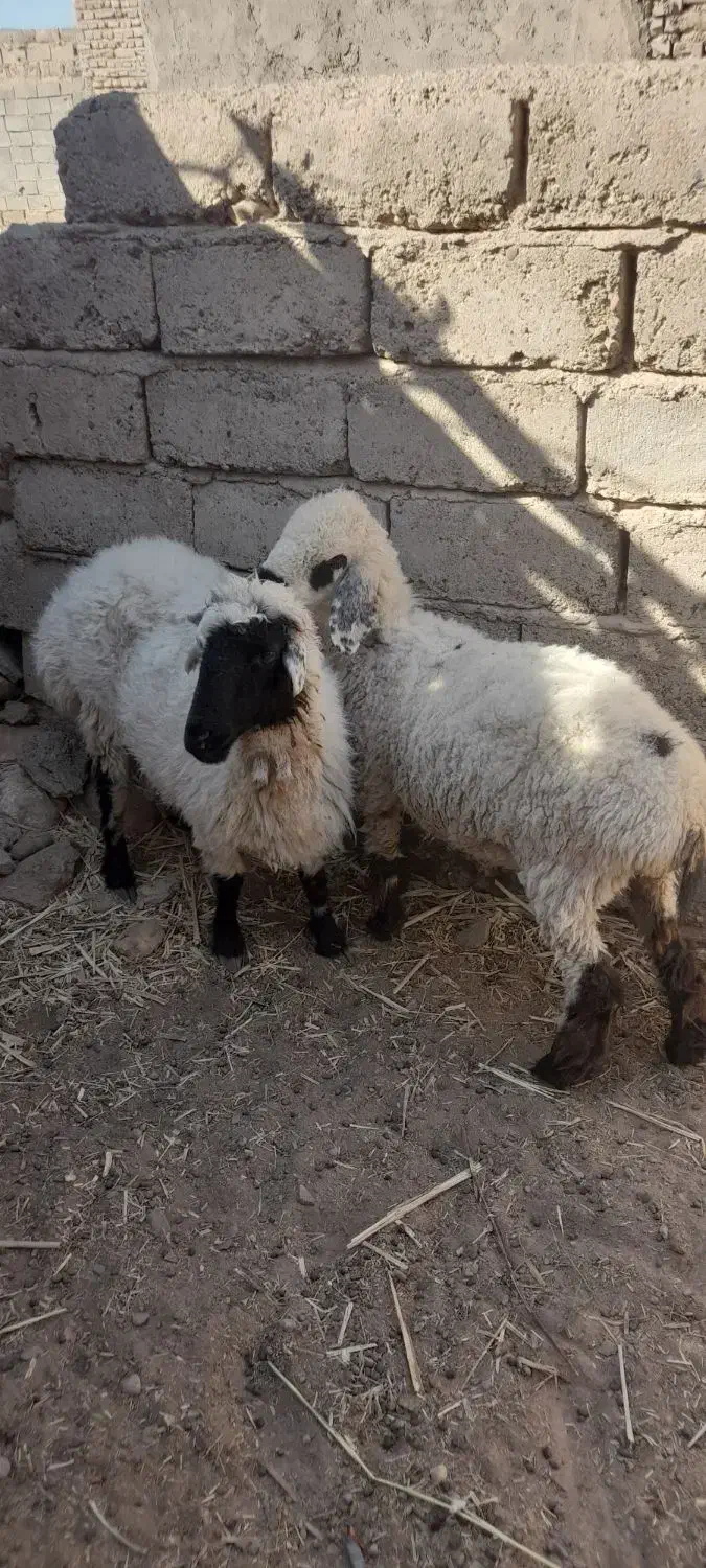گوسفند ماده|حیوانات مزرعه|تیمور آباد, |دیوار