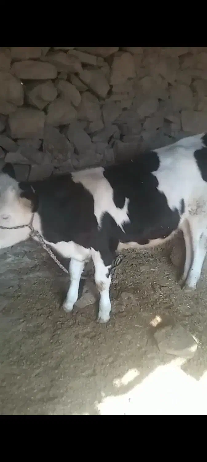 گوساله فروشی|حیوانات مزرعه|بازفت, |دیوار