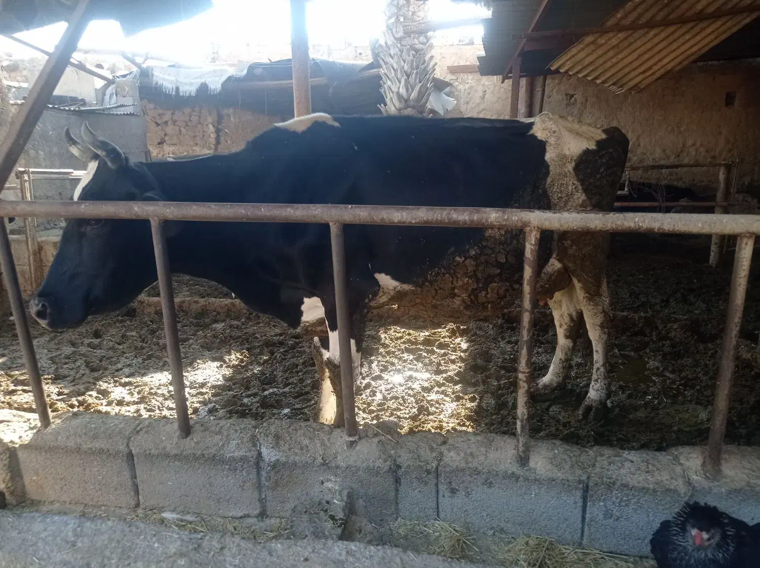 گاو زایبده درجه یک|حیوانات مزرعه|بهبهان, |دیوار