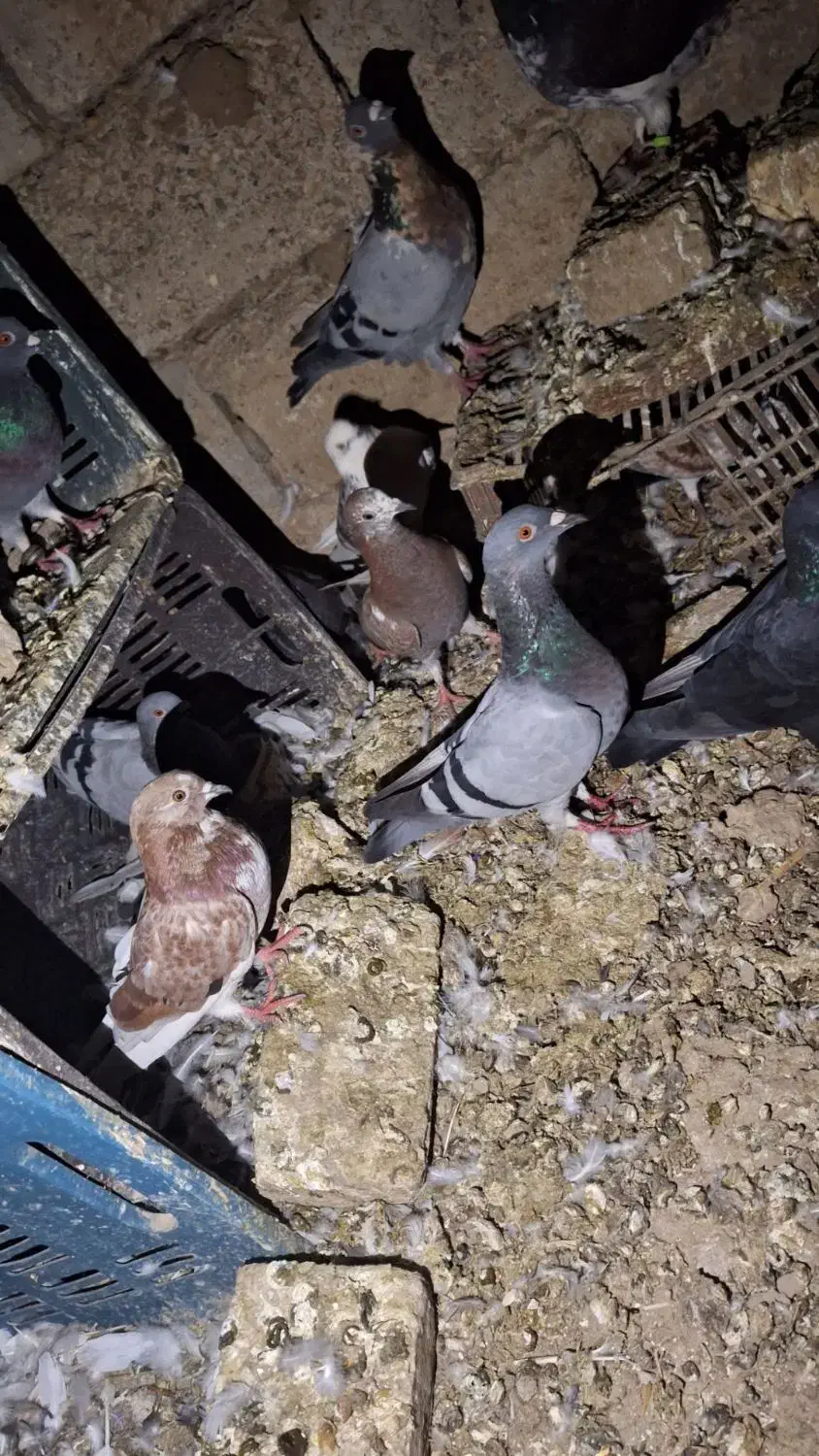 سبز مسافتی دانه ای۳۰۰|پرنده|گنبد کاووس, |دیوار