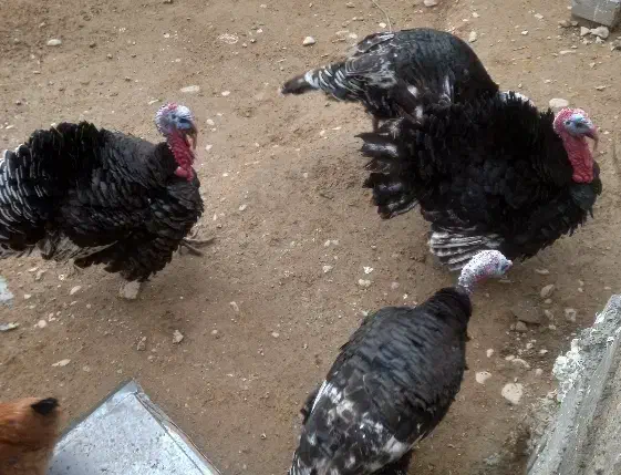 بوقلمون نر|حیوانات مزرعه|مانه, |دیوار