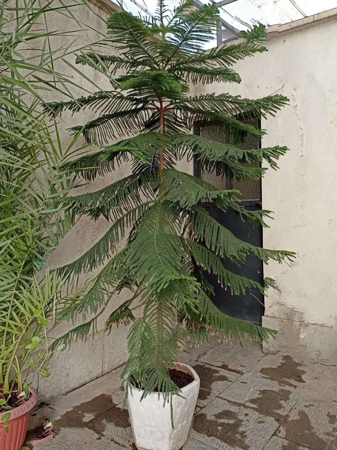 درخت کاج مطبق|گل و گیاه طبیعی|تهران, سلسبیل شمالی|دیوار