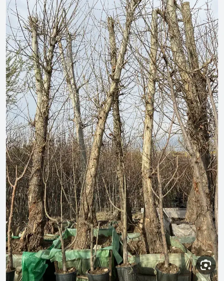 خریدارچوب وبرش درخت|خدمات باغبانی و درختکاری|شیراز, قصرالدشت|دیوار