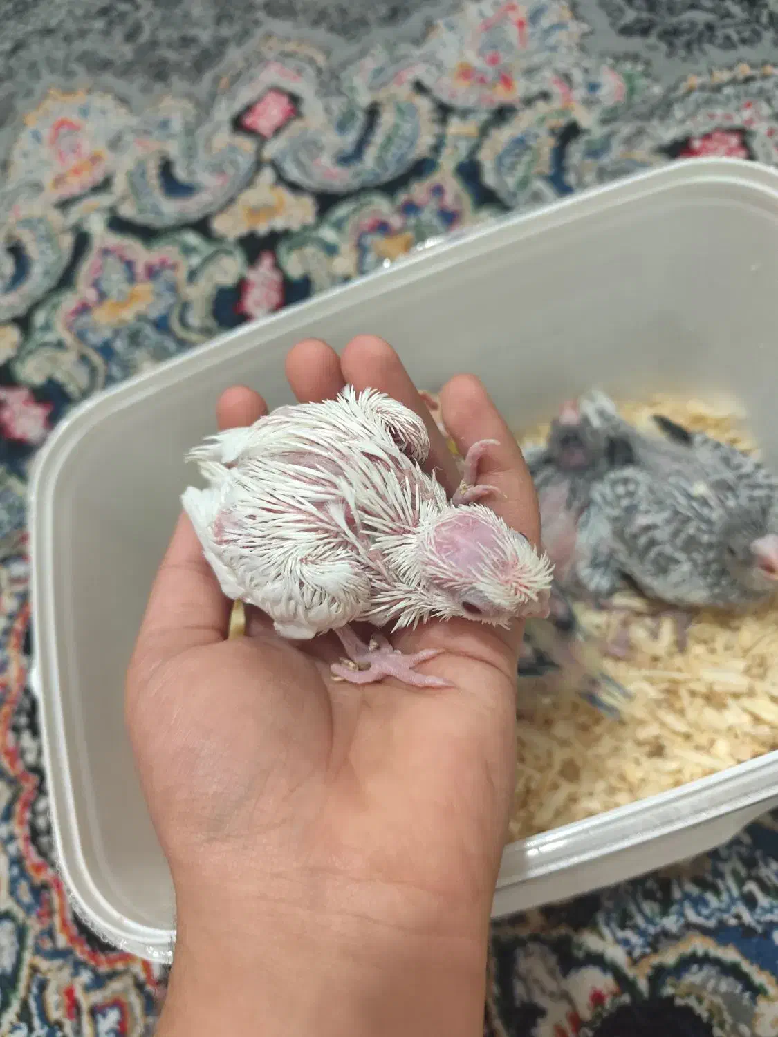 جوجه عروس هلندی|پرنده|شیراز, کوشک میدان|دیوار