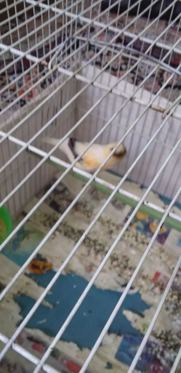 قناری|پرنده|سمنان, |دیوار