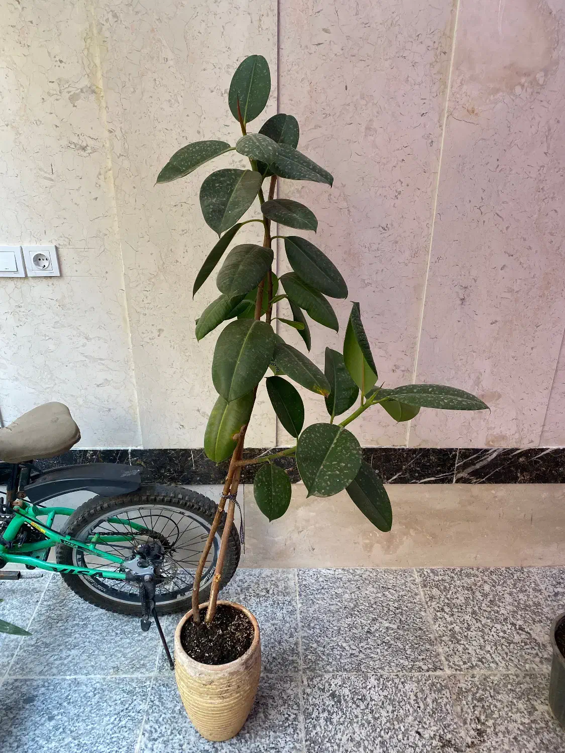 انواع گل فروش‌ ریر‌قیمت محلاتی|گل و گیاه طبیعی|تهران, افسریه شمالی|دیوار