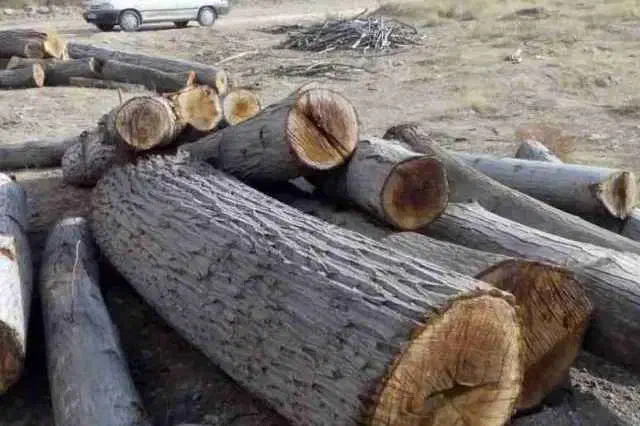 خرید چوب|خدمات باغبانی و درختکاری|قوچان, |دیوار