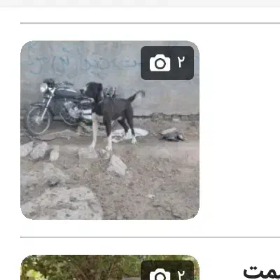 سگ پیداشده|حیوانات|نهاوند, |دیوار