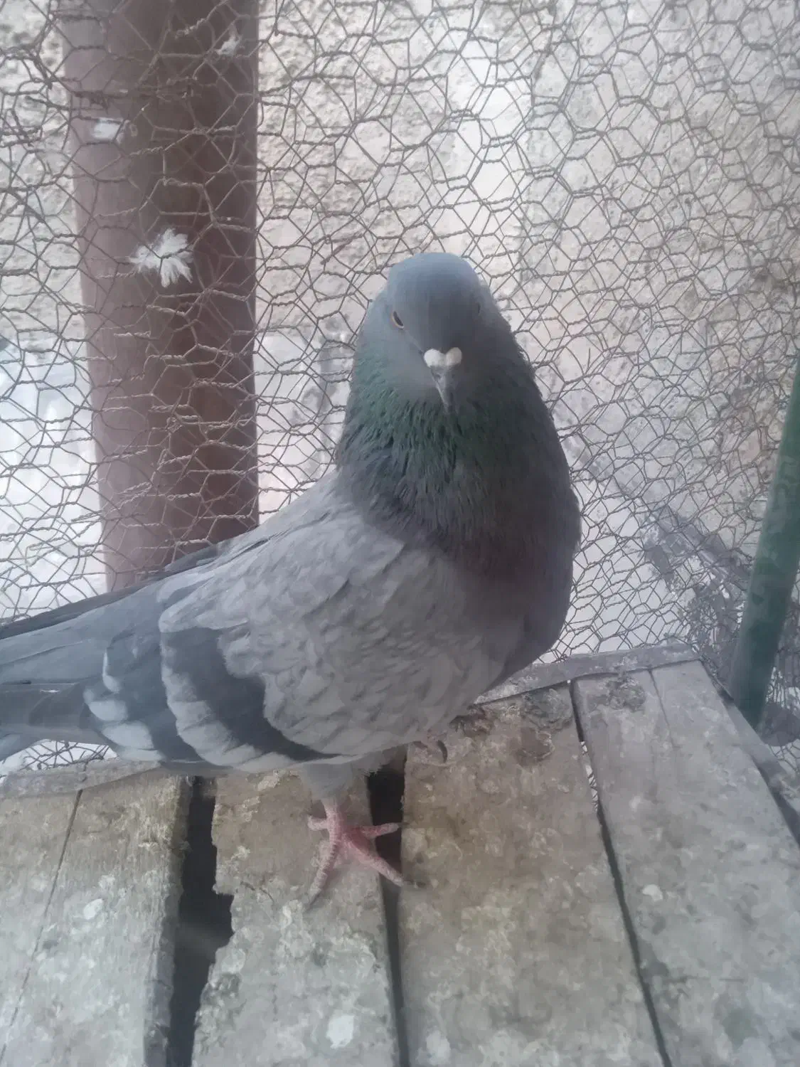 کفتر پرند|پرنده|سپیدان, |دیوار