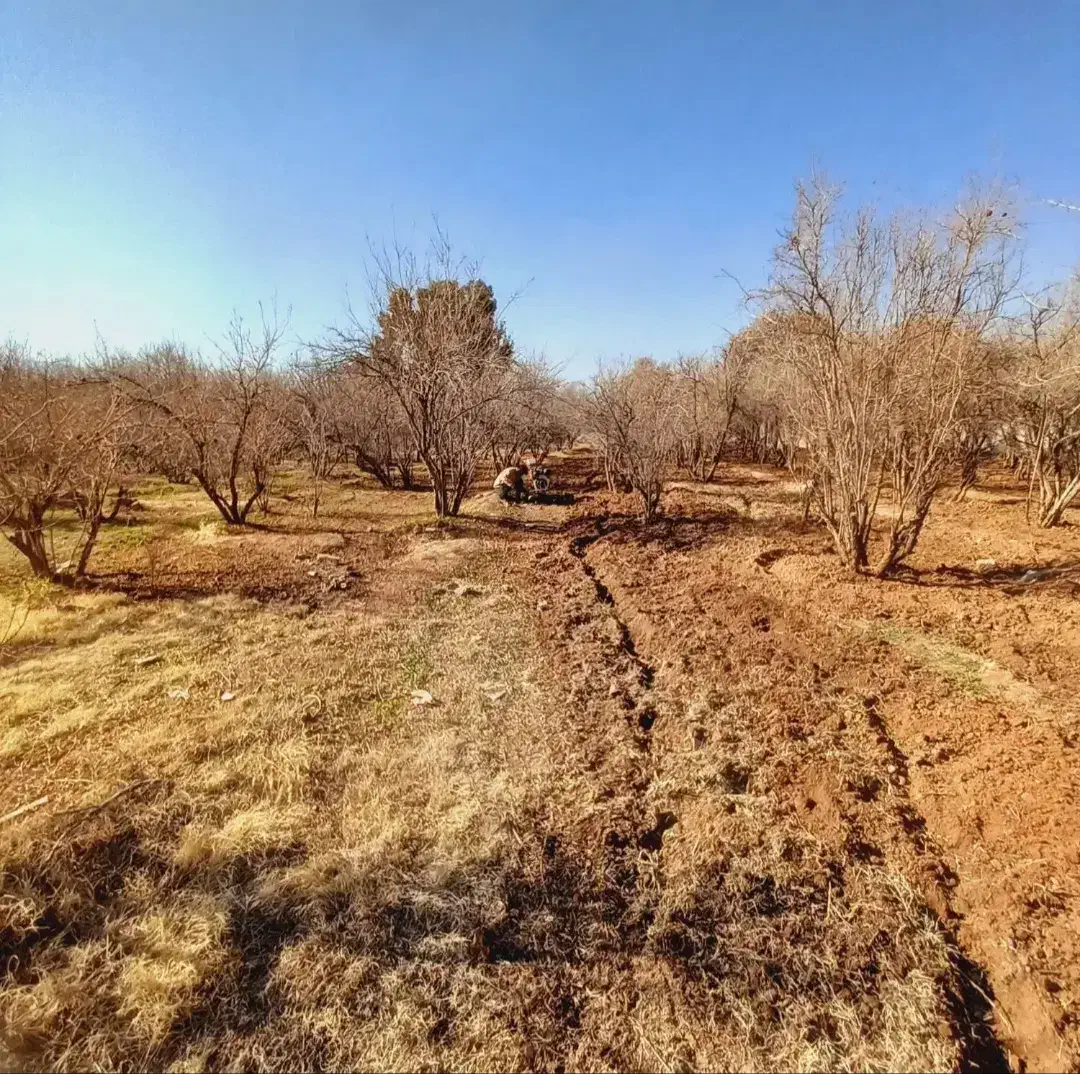 قطع درخت و خرید چوب|خدمات باغبانی و درختکاری|لامرد, |دیوار