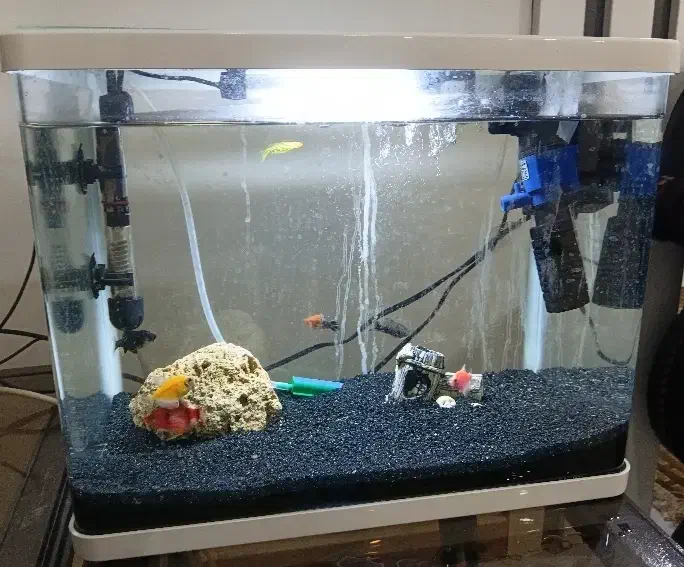 فروش آکواریوم با تمام تجهیزات|ماهی|قائم‌شهر, |دیوار