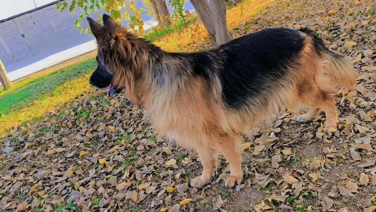 ژرمن اصیل نر و ماده|سگ|قیروکارزین, |دیوار