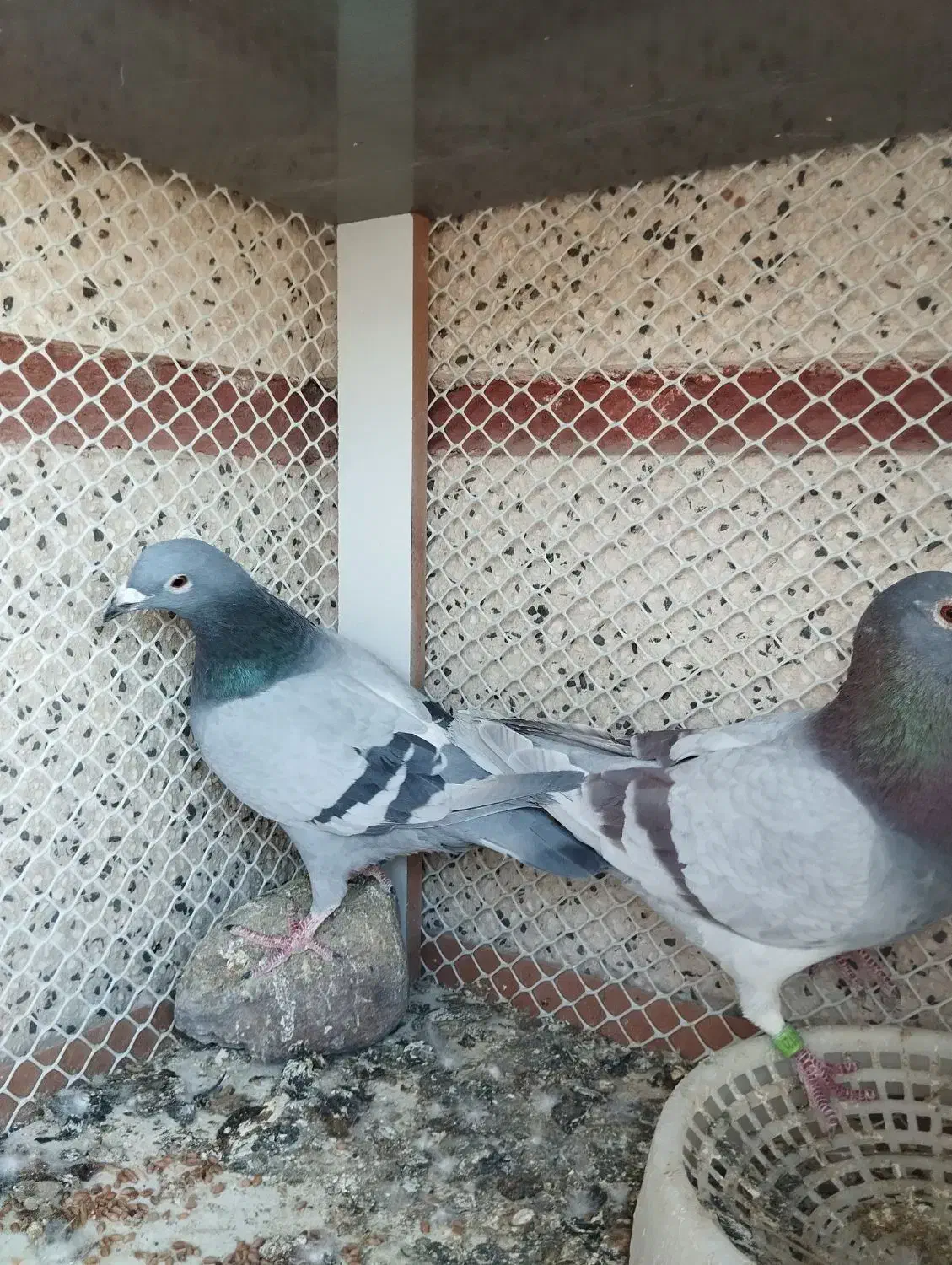 دوبر|پرنده|اردبیل, |دیوار